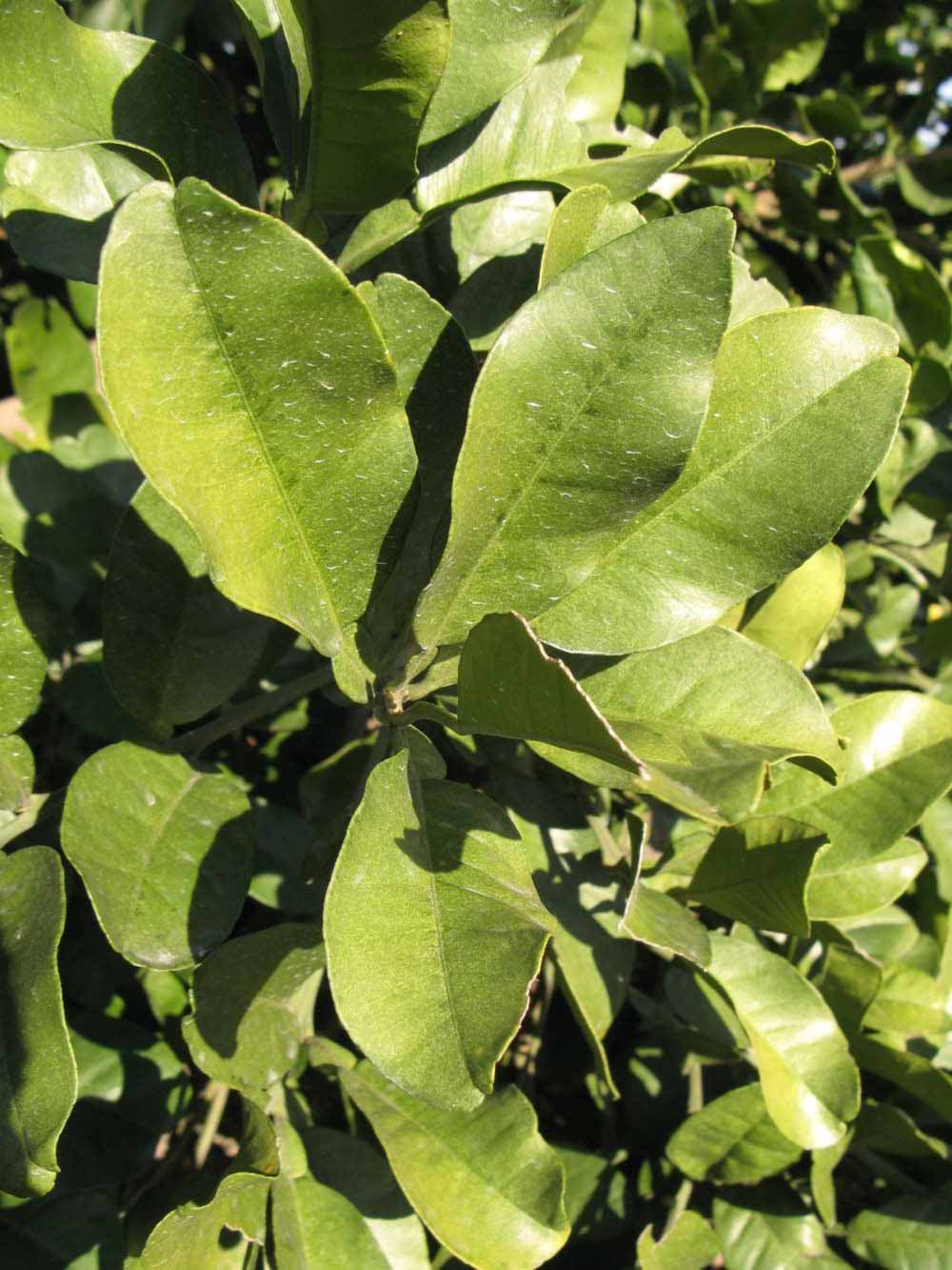            Sun leaves (Winter Haven, FL)   